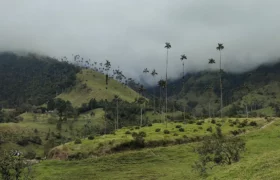 Trekking nella Valle del Cocora