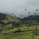 Trekking nella Valle del Cocora