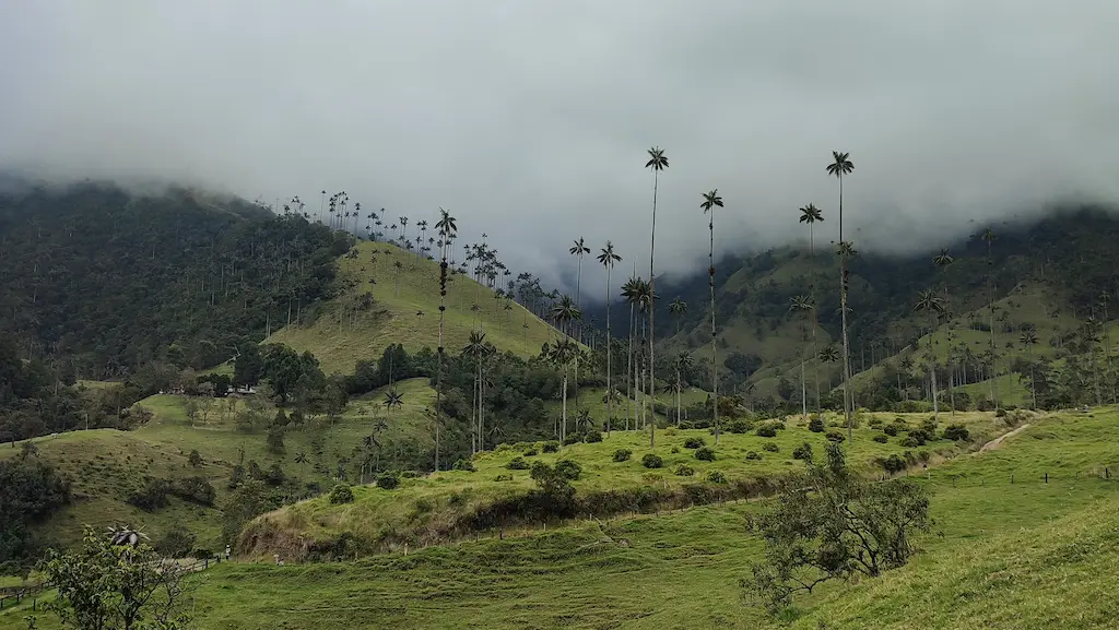 Trekking nella Valle del Cocora